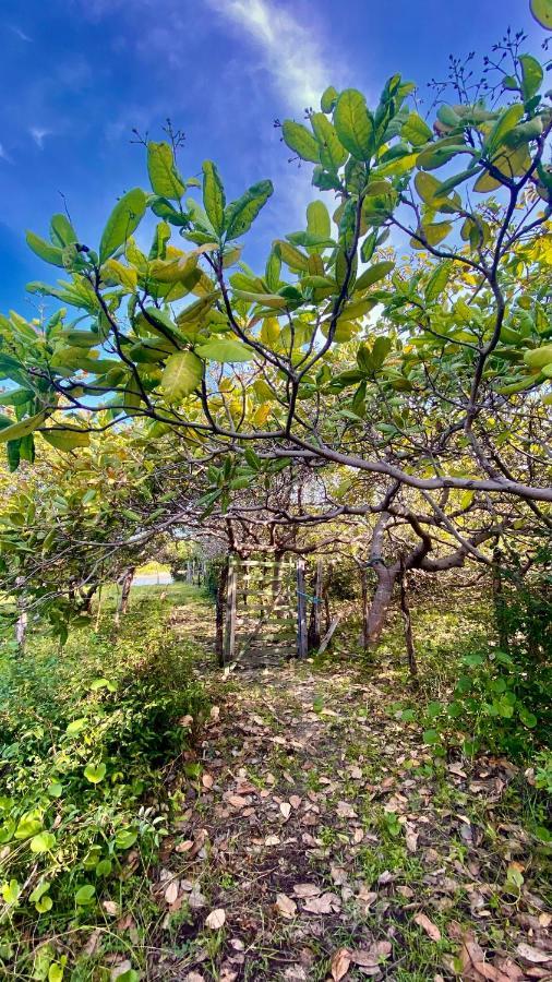 Morada Venturi Villa Atins Ngoại thất bức ảnh
